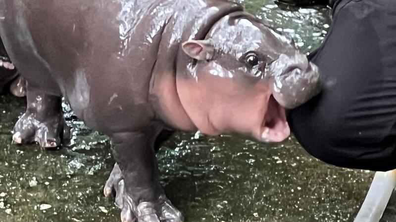 Ein Zwerghippo geht viral - Wie Moo Deng zum It-Girl wurde Eine der Lieblingsbeschäftigungen von Moo Deng ist es, ihren Pfleger sanft ins Knie zu beißen.
