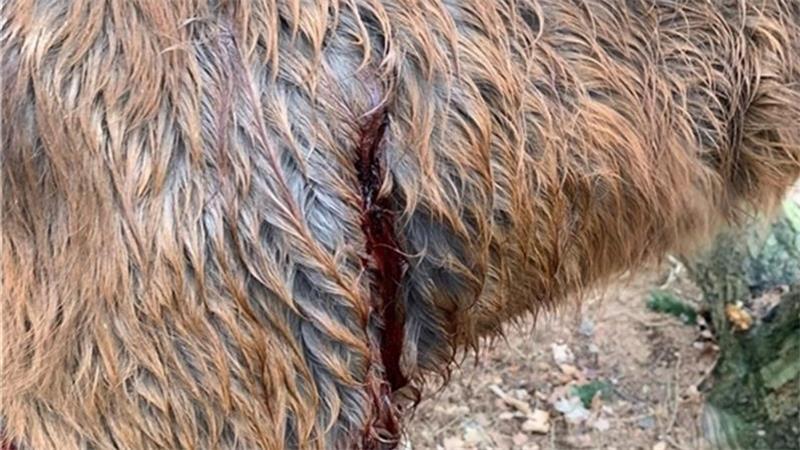 Rinder gequält, Hunde misshandelt: Tierschutz-Skandale im Kreis Stade Eine der Stichwunden, die dem Pony Fee 2023 in Apensen zugefügt wurden.