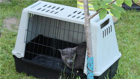 Eine der beiden Katzen, die die Stader Feuerwehr rettete.