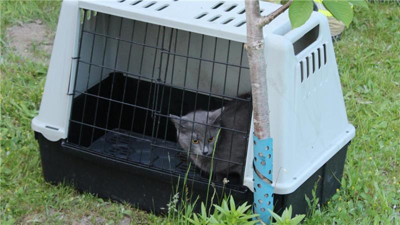 Eine der beiden Katzen, die die Stader Feuerwehr rettete.