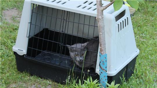 Eine der beiden Katzen, die die Stader Feuerwehr rettete.