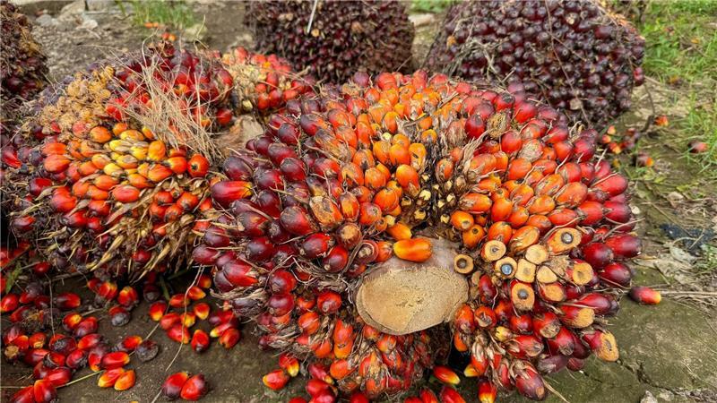 Orang-Utans schützen – vom Frühstück bis zur Fernreise Eine der größten Bedrohungen für Orang-Utans sind Palmöl-Plantagen, die ihnen den Lebensraum nehmen. (Archivbild)