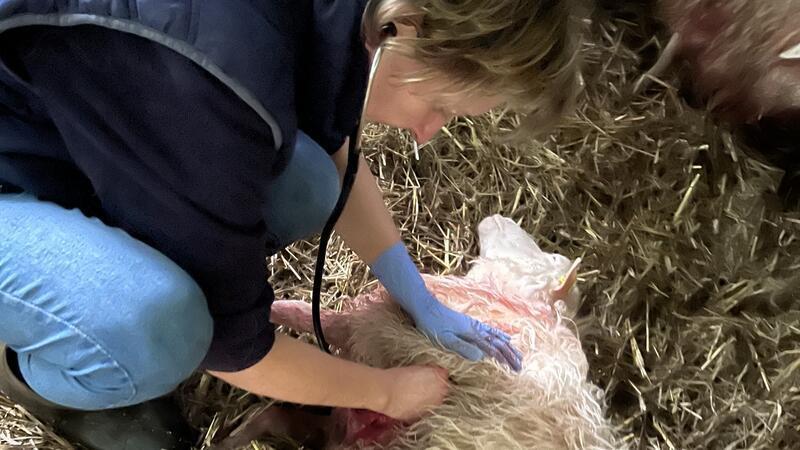 Eine der verletzten Moorschnucken wurde am Freitag eingeschläfert. Foto: bz