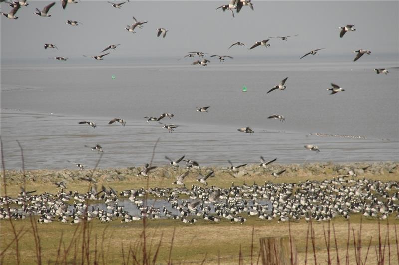 Eine digitale Kamera macht den Blick ins Vogelschutzgebiet vom Klassenzimmer aus möglich. Foto: Bock/Natureum