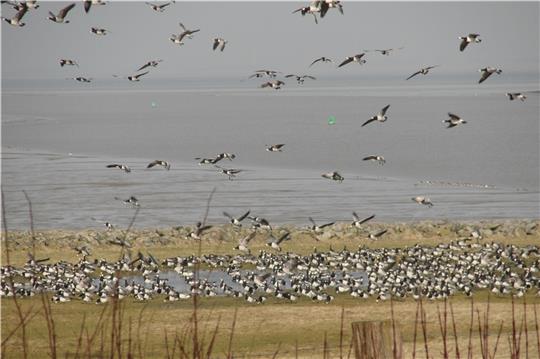Eine digitale Kamera macht den Blick ins Vogelschutzgebiet vom Klassenzimmer aus möglich. Foto: Bock/Natureum