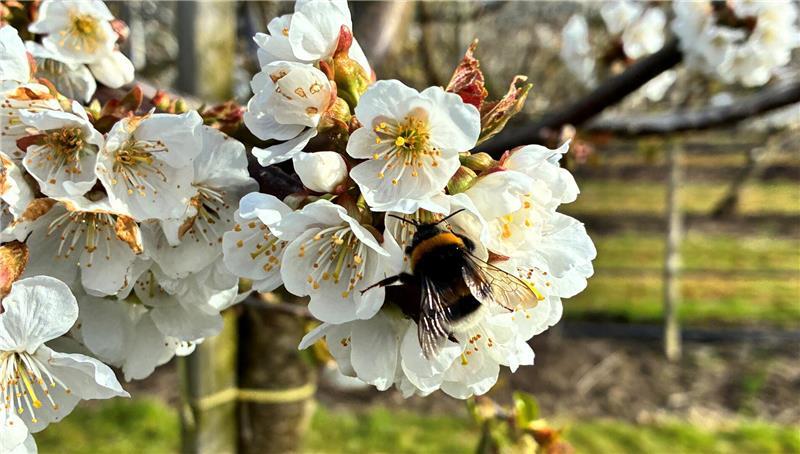Eine eifrige Hummel fliegt auf einer Kirschplantage des Obstbauzentrums Esteburg in Jork-Moorende von Blüte zu Blüte.