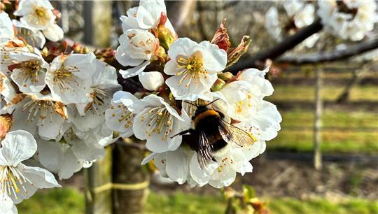 Eine eifrige Hummel fliegt auf einer Kirschplantage des Obstbauzentrums Esteburg in Jork-Moorende von Blüte zu Blüte.