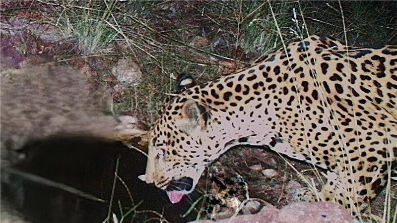 Eine ferngesteuerte Kamera nimmt einen gefleckten Jaguar in Arizona auf.