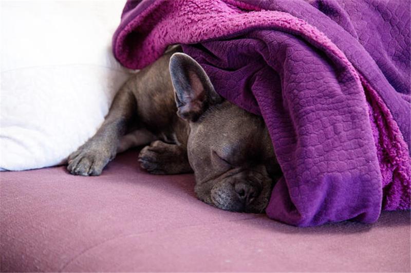 Eine franzoesische Bulldogge liegt auf einem Sofa.