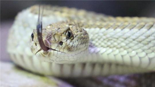 Eine giftige Aruba Klapperschlange in ihrem Terrarium im Terrazoo Rheinberg.