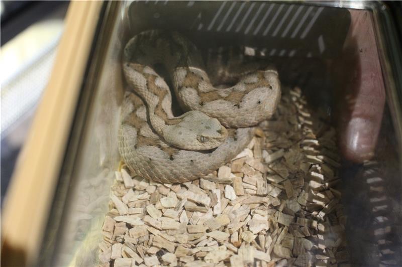 Eine giftige Hornotter liegt in ihrem Winterquartier. Foto: Frank