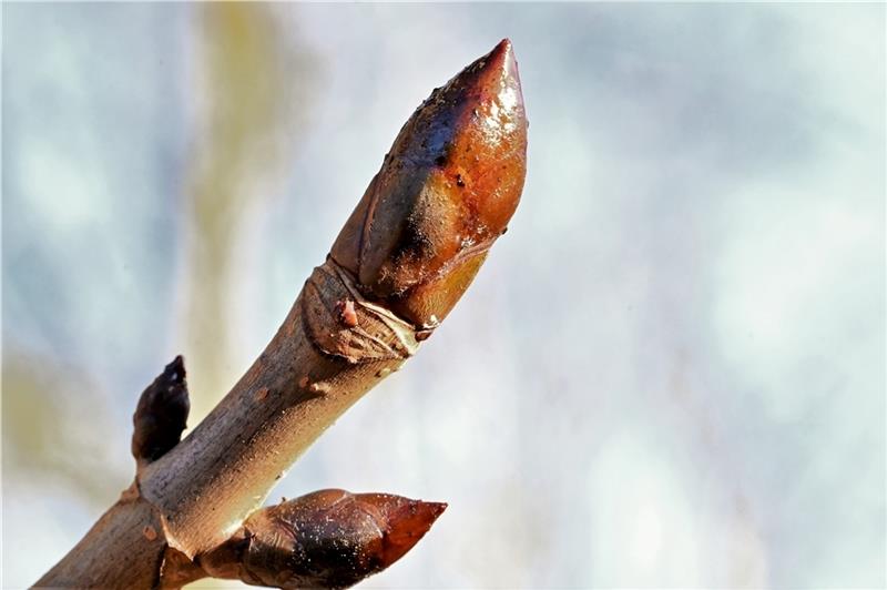 Eine gut geschützte Kastanienknospe . Foto: Paulin