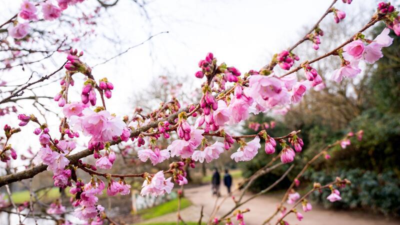 Mildes und unbeständiges Osterwetter im Norden erwartet Eine japanischen Zierkirsche blüht an der Außenalster.