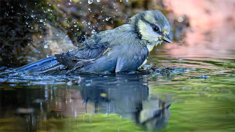 Eine junge Blaumeise badet in einer Wasserstelle im Wald in Sieversdorf. 