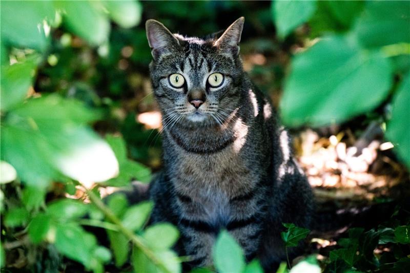 Tausende Straßenkatzen in Niedersachsen sind in erbärmlichem Zustand Eine junge Katze sitzt in einem Gebüsch in Hildesheim.