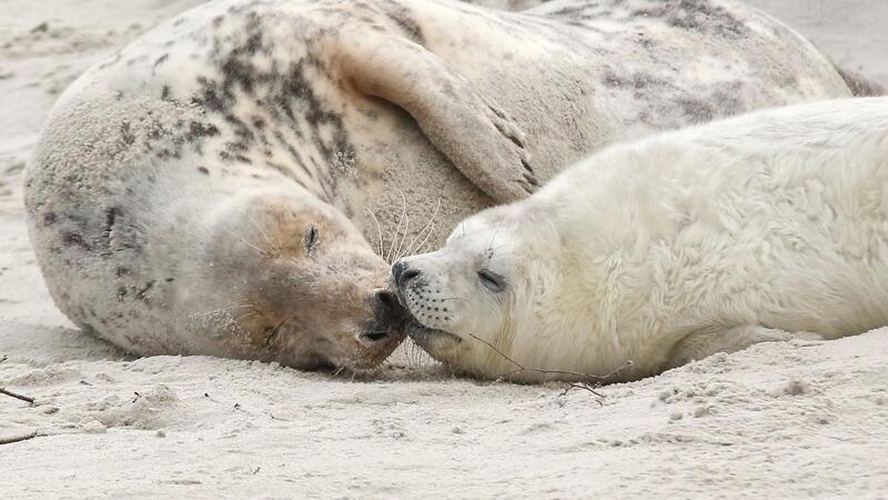 Mehr als 350 junge Kegelrobben im Wattenmeer geboren Eine junge Kegelrobbe und das Muttertier liegen am Strand der Düne vor der Hochseeinsel Helgoland.