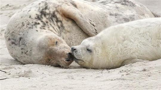 Eine junge Kegelrobbe und das Muttertier liegen am Strand der Düne vor der Hochseeinsel Helgoland.