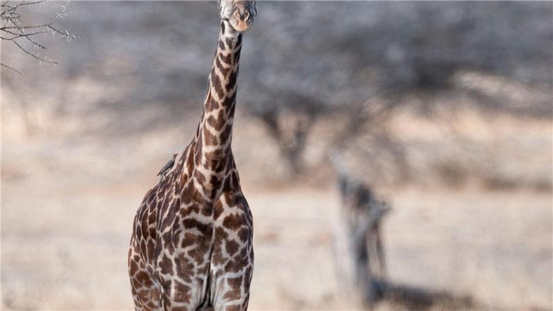 Von wegen „die“ Giraffe: Vier verschiedene Arten anerkannt Eine junge Masai-Giraffe