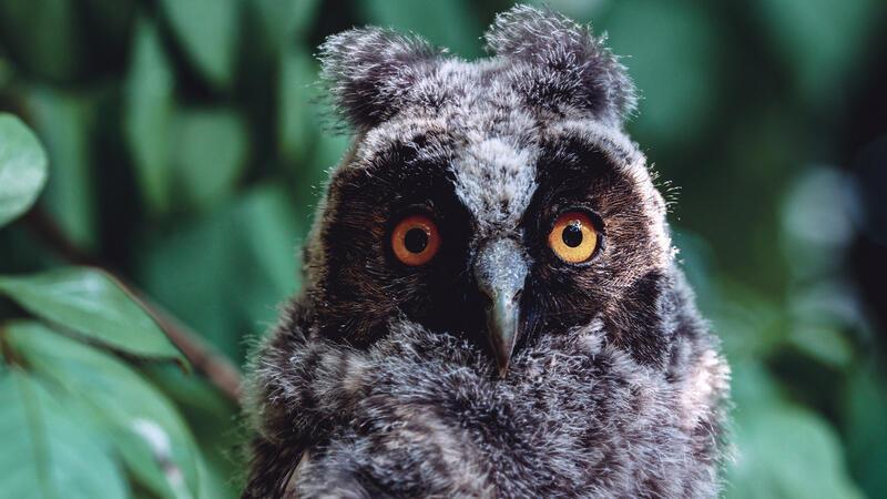Gefiederte Gäste: Was hinter dem Naturphänomen an der Halepaghen-Schule steckt Junge Waldohreule