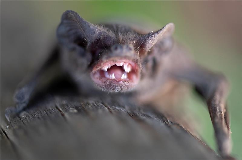 Eine kleine Fledermaus zeigt ihre Zähne. Foto: dpa