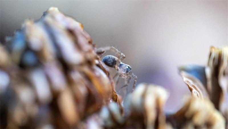 Eine kleine Spinne krabbelt über einen grünblättrigen Schwefelkopf.