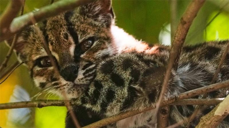 Eine kleine, gefleckte Wildkatze, die als neue Art namens Leopardus tilcayo identifiziert wurde, ruht sich im Naturschutzgebiet Senda Verde in der bolivianischen Region Yungas in der Nähe von Coroico aus.