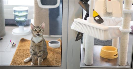 Eine kranke Fundkatze zwingt das Tierheim Cuxhaven vorübergehend zur Quarantäne.