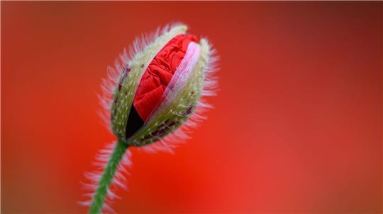 Eine leicht geöffnete Klatschmohn-Blüte ist vor dem leuchtenden Rot blühender Pflanzen zu sehen.