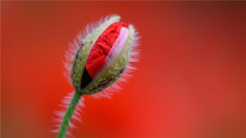 Eine leicht geöffnete Klatschmohn-Blüte ist vor dem leuchtenden Rot blühender Pflanzen zu sehen.