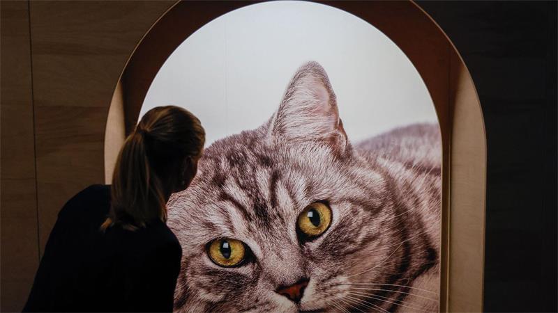 Eine neue Ausstellung in Bremen widmet sich dem „Kult Katze!“.