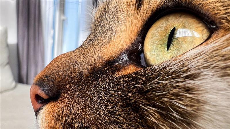 Eine neue Hamburger Ausstellung zeigt jede Menge „Cat Content“. (Symbolfoto) 