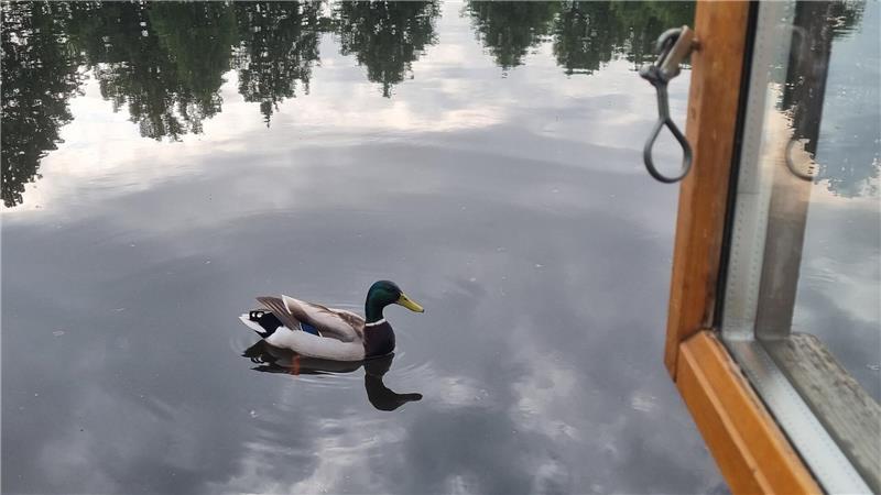 Ungewöhnlich übernachten: So schläft es sich auf einem Stader Hausboot Eine neugierige Ente kommt dem offenen Fenster besonders nah.