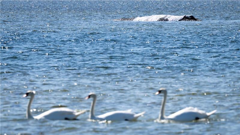 Eine private Initiative versucht, den Buckelwal aus seiner Lage zu befreien.