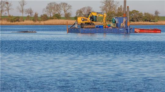 Eine private Initiative versucht seit Tagen, den Wal wegzubringen.