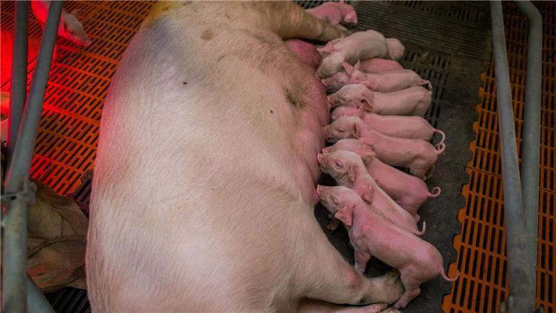 Eine säugende Sau mit ihren Ferkeln liegt in einem Betrieb in Liessow in Mecklenburg-Vorpommern. (Archivbild)