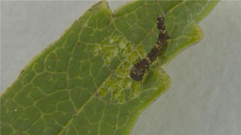 Ich vibrier‘ dich weg! Mini-Raupe verteidigt Mini-Revier Eine stark vergrößert abgebildete Raupe des Nachtfalters Falcaria bilineata kriecht über die Spitze eines Birkenblatts.
