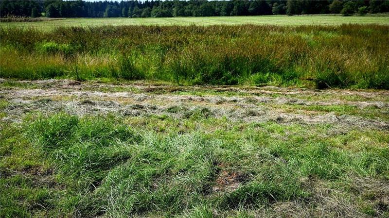Eine teilweise abgemähte Wiese. Hier wurde Arian im Juni tot aufgefunden.