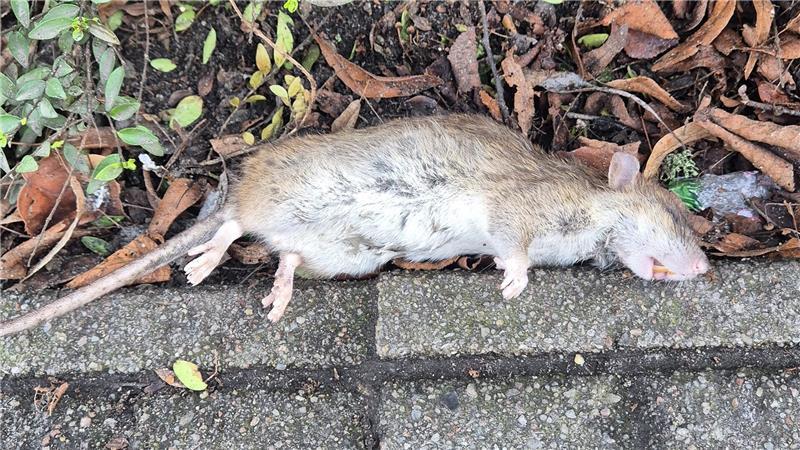 Eine tote Ratte neben einem Fahrradweg in Buxtehude.