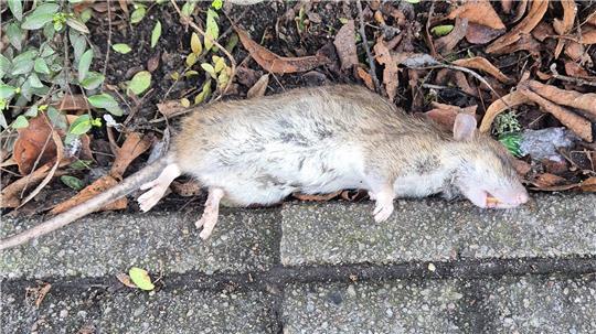 Eine tote Ratte neben einem Fahrradweg in Buxtehude.