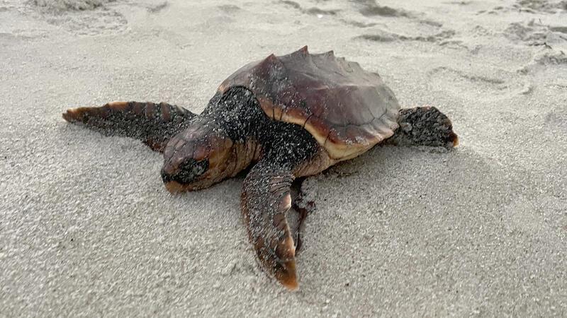 Exotische Meeresgäste im Norden: Die spannendsten Sichtungen Eine unechte Karettschildkröte liegt am Hörnumer Weststrand im Sand.