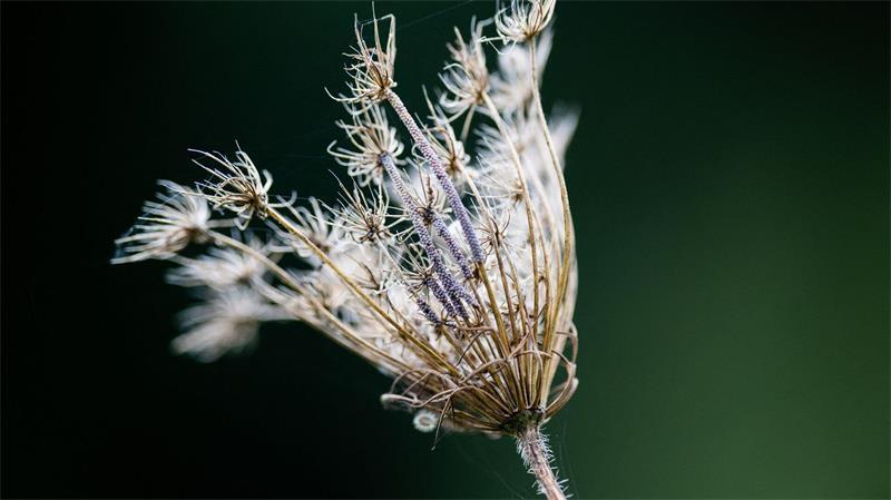 Eine verblühte Wildblume im Kölner Stadtwald.