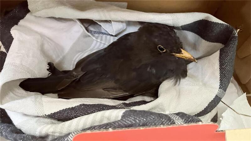 „Amselsterben“ ist zurück: Usutu-Meldungen besorgen NABU Eine vermutlich am Usutu-Virus erkrankte Amsel. Große Überlebenschancen hat der Vogel nicht, in dieser Lage ist er aber immerhin nicht Katzen und Hunden ausgesetzt.