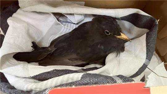 Eine vermutlich am Usutu-Virus erkrankte Amsel. Große Überlebenschancen hat der Vogel nicht, in dieser Lage ist er aber immerhin nicht Katzen und Hunden ausgesetzt.