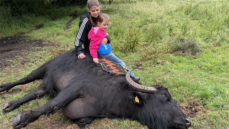 Eine völlig neue Erfahrung: Ella und ihre jüngere Schwester Emma beim Kuscheln mit Wasserbüffeldame Ruby.