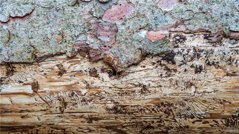 Eine vom Borkenkäfer befallene Fichte liegt auf dem Waldboden. Unter der Rinde kann man das Fraßbild der Buchdrucker-Käferlarven sehen. (Archivbild)