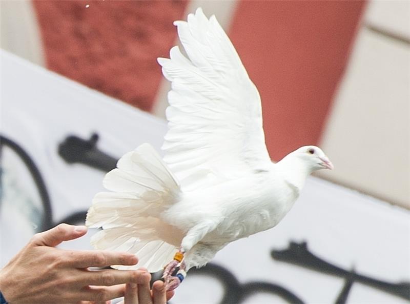 Eine weiße Taube steigt auf. Foto Sabrowsky/dpa