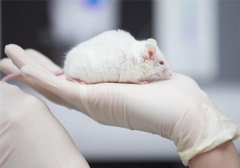 Eine wissenschaftliche Mitarbeiterin einer tierexperimentellen Forschungseinrichtung hat eine Maus in der Hand. Foto: Friso Gentsch/dpa