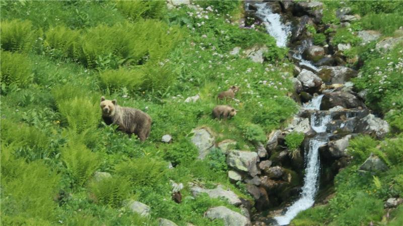 Eine Bärin geht mit ihrem Nachwuchs durch ein Tal in der Westtatra in der Slowakei. (Archivbild)