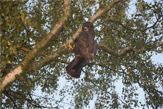 Einen Raubvogel in Not befreite am Freitag die Feuerwehr in Harsefeld. Foto: Feuerwehr Harsefeld