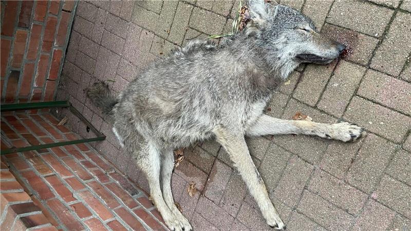 Wildunfälle auf B73 und B495 – Zwei Wölfe tot Einen Tag nachdem ein Wolf von einem Auto erfasst wurde, verstarb er auf einem Privatgrundstück in der Wingst.